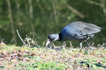 オオバン 行徳野鳥保護区 2022年1月9日(日)