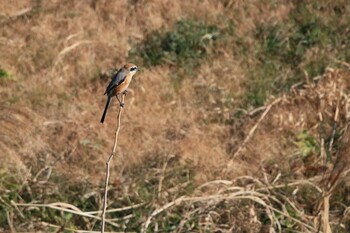 モズ 行徳野鳥保護区 2022年1月9日(日)