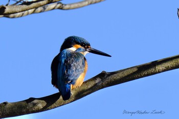 Common Kingfisher 洞峰公園 Sat, 1/8/2022