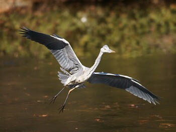 アオサギ 光が丘公園 2022年1月8日(土)