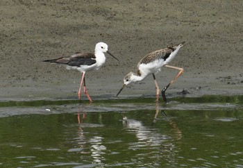 セイタカシギ 東京港野鳥公園 2017年7月13日(木)