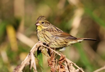 アオジ 小山田緑地公園 2022年1月9日(日)