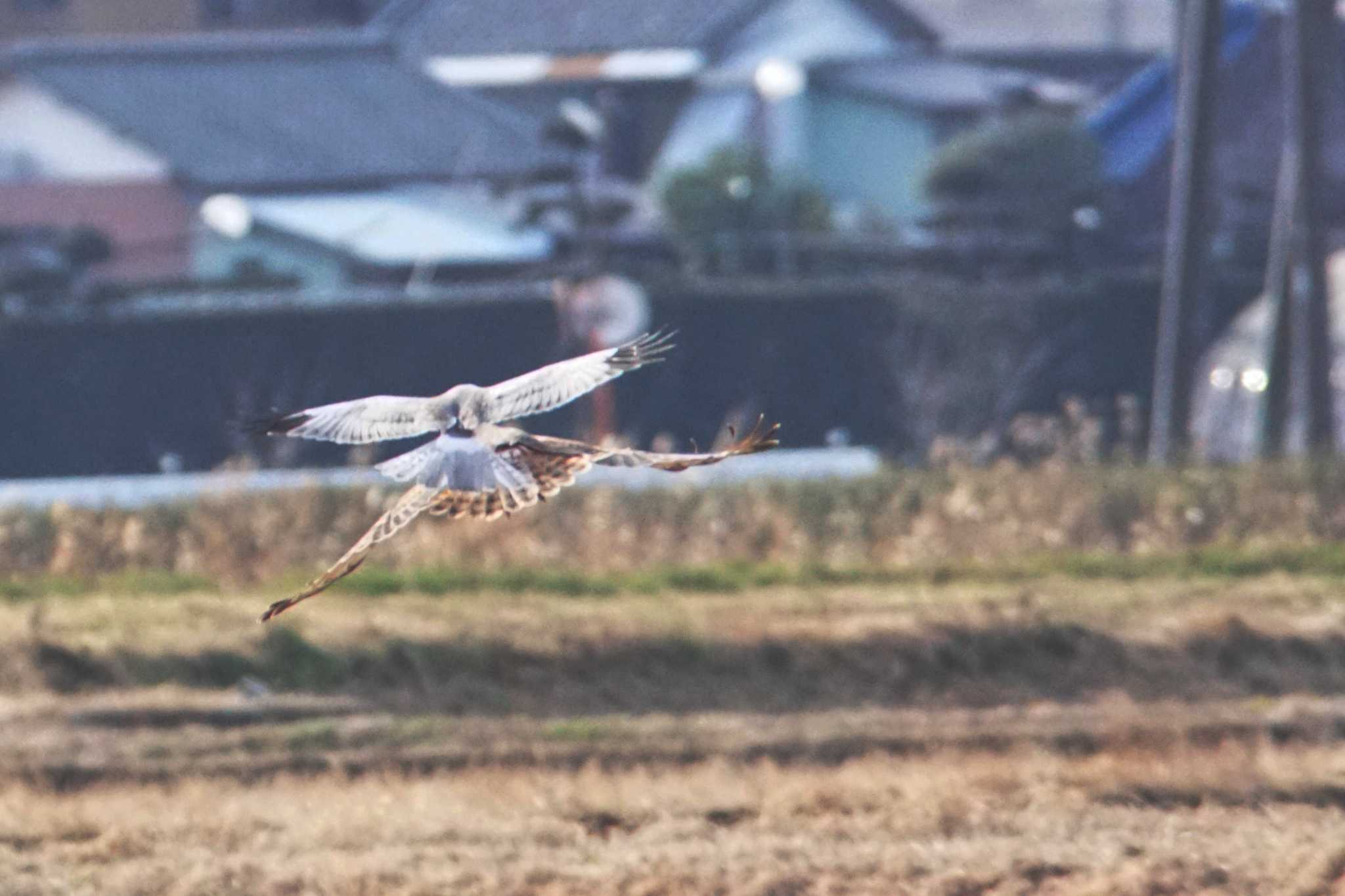 千葉県利根川 ハイイロチュウヒの写真 by bea