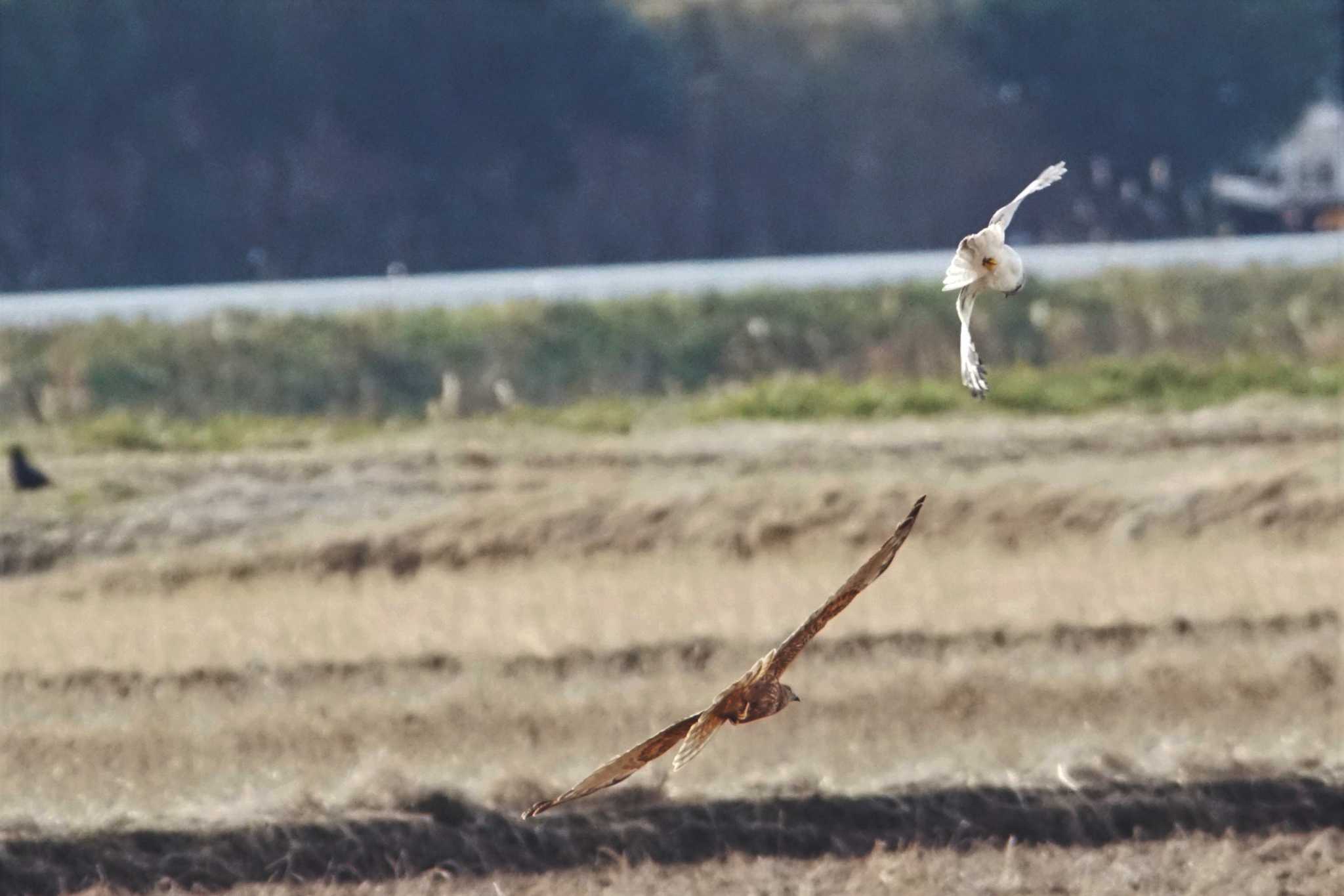 Photo of Hen Harrier at 千葉県利根川 by bea