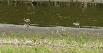 セイタカシギ 東京港野鳥公園 2017年7月13日(木)