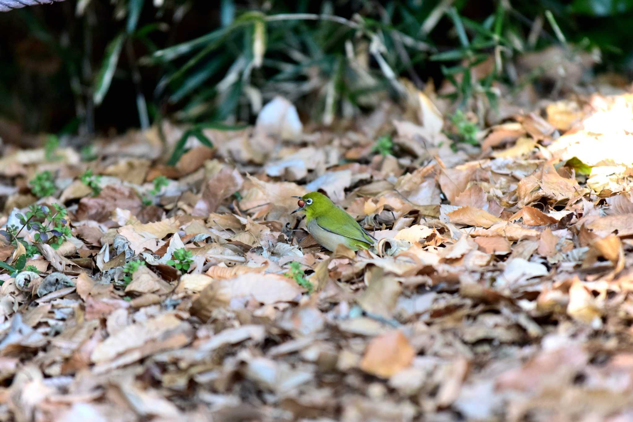 Photo of Warbling White-eye at Higashitakane Forest park by りえっこ