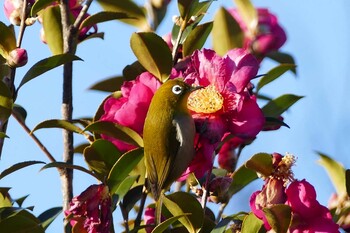 Warbling White-eye 東京都 Sun, 1/9/2022