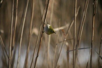 Warbling White-eye 21世紀の森と広場(千葉県松戸市) Sun, 1/9/2022