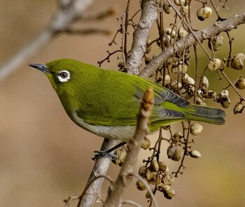 Warbling White-eye 山県市 自宅 Sun, 1/9/2022