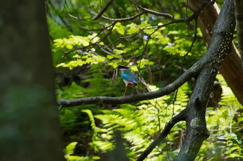 ヤイロチョウ 場所が不明 2017年7月8日(土)