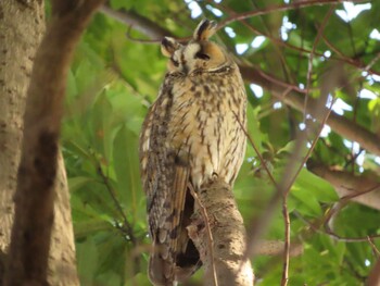 Sun, 1/9/2022 Birding report at 中里公園(寒川町)