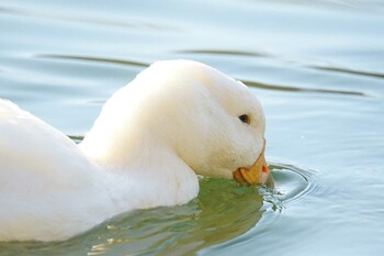 アヒル くろんど池 2022年1月9日(日)