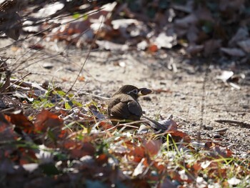 ガビチョウ 北本自然観察公園 2022年1月9日(日)