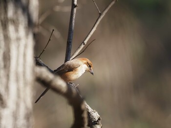 モズ 北本自然観察公園 2022年1月9日(日)