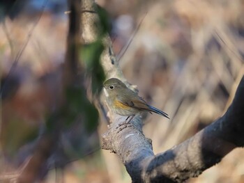 ルリビタキ 北本自然観察公園 2022年1月9日(日)