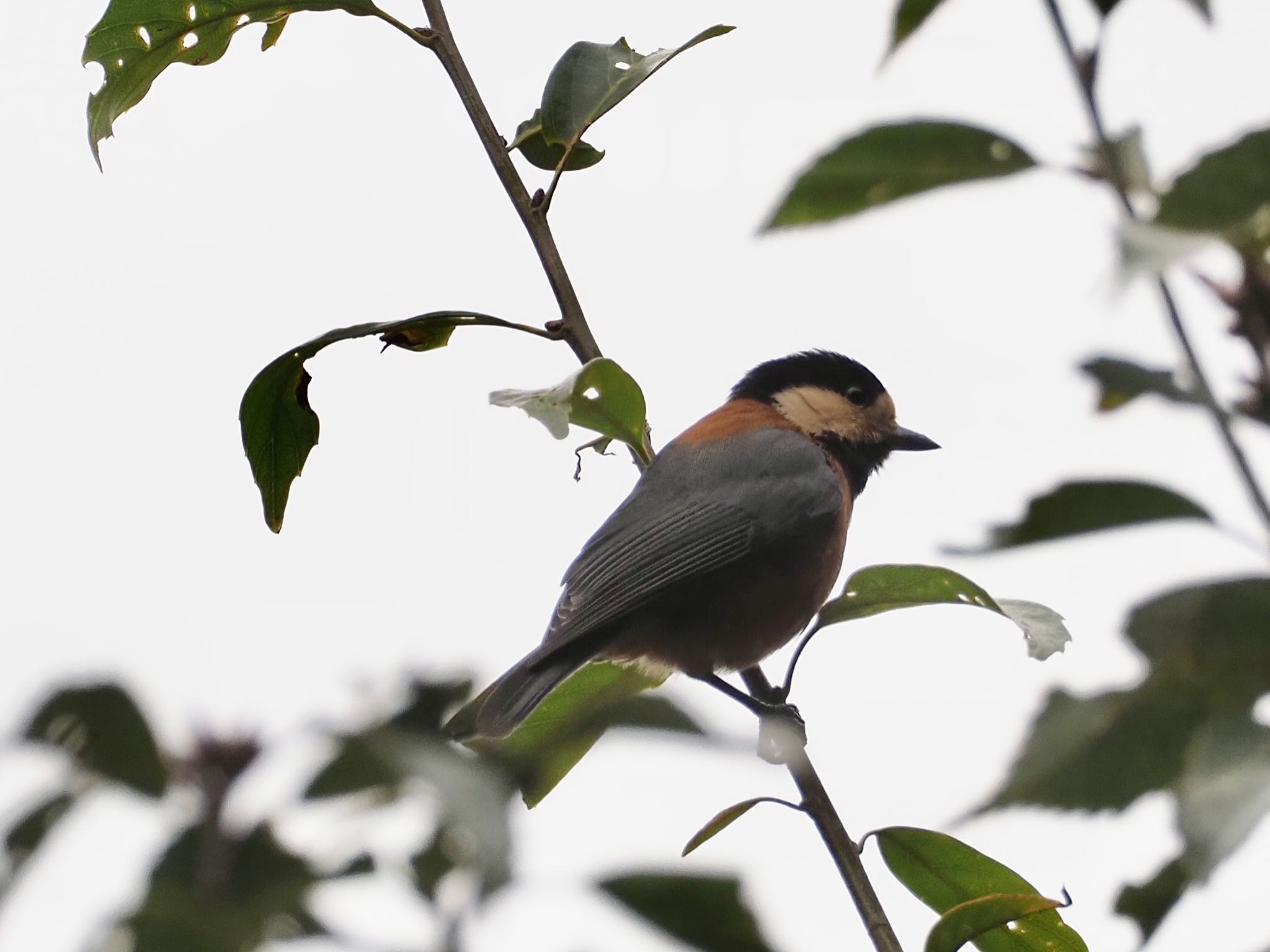 Varied Tit