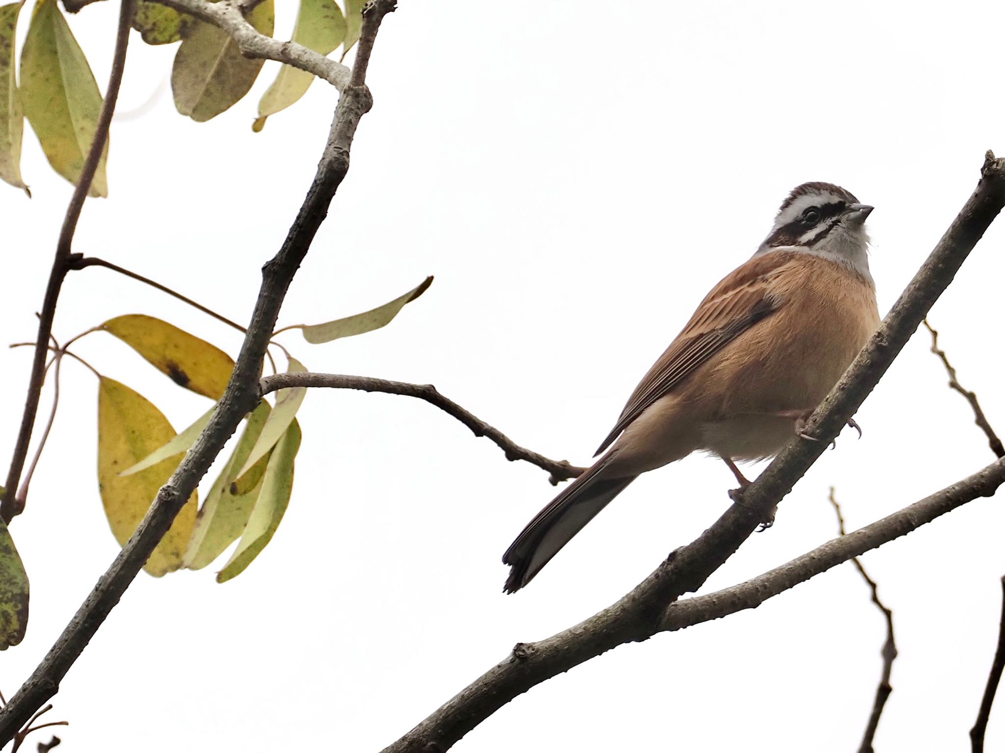 Photo of Meadow Bunting at 武庫川 by unjun