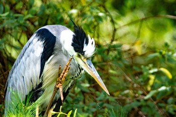 Grey Heron Nagai Botanical Garden Sat, 7/8/2017