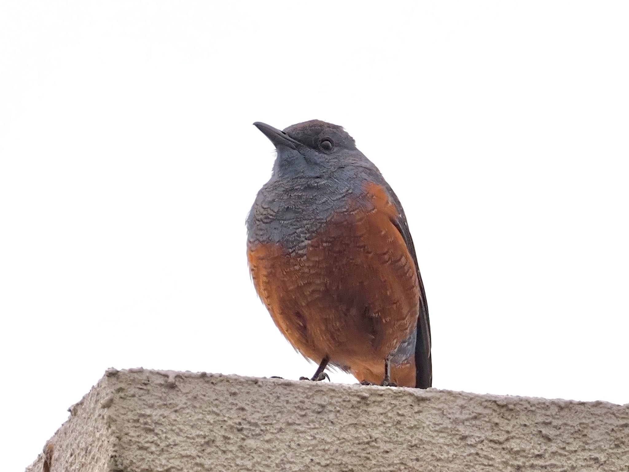 Blue Rock Thrush