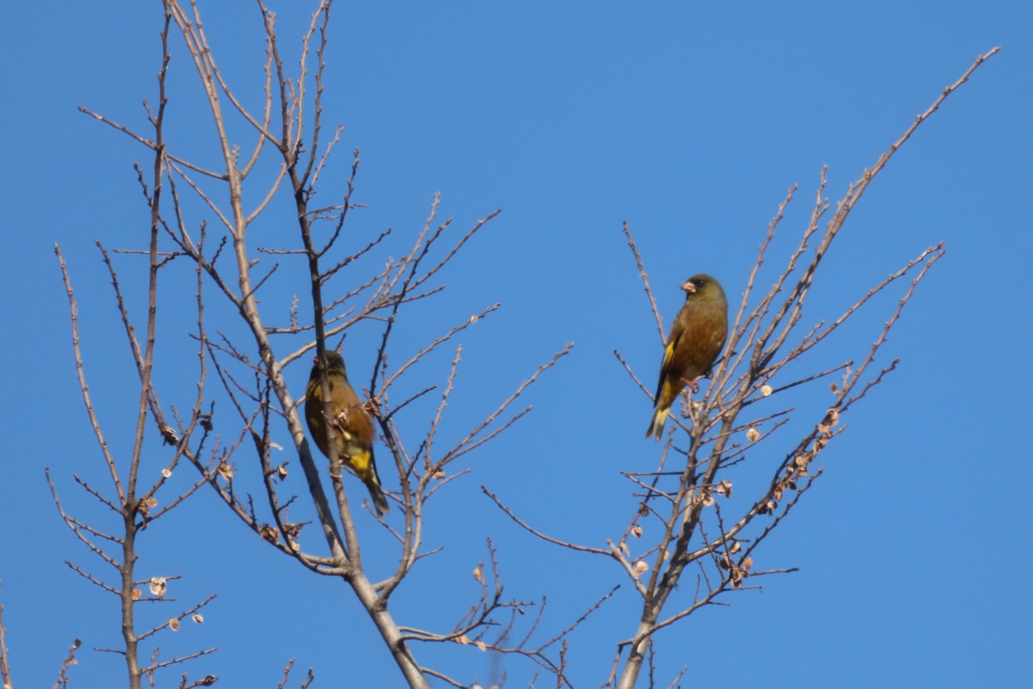 東京港野鳥公園 カワラヒワの写真 by アカウント4566