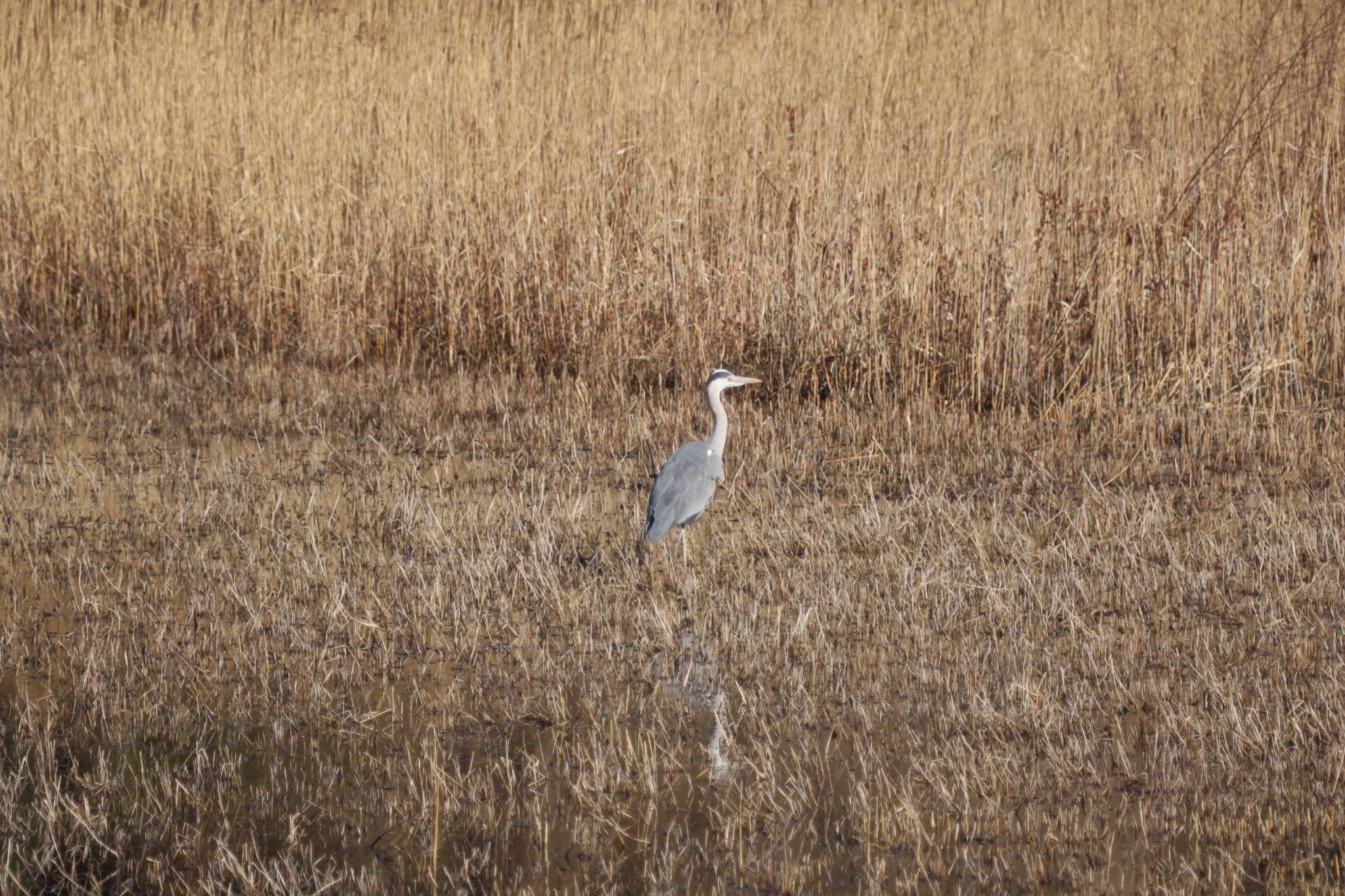 東京港野鳥公園 アオサギの写真 by アカウント4566