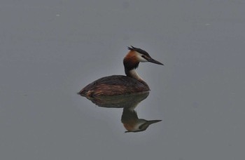 カンムリカイツブリ 場所が不明 2017年7月9日(日)