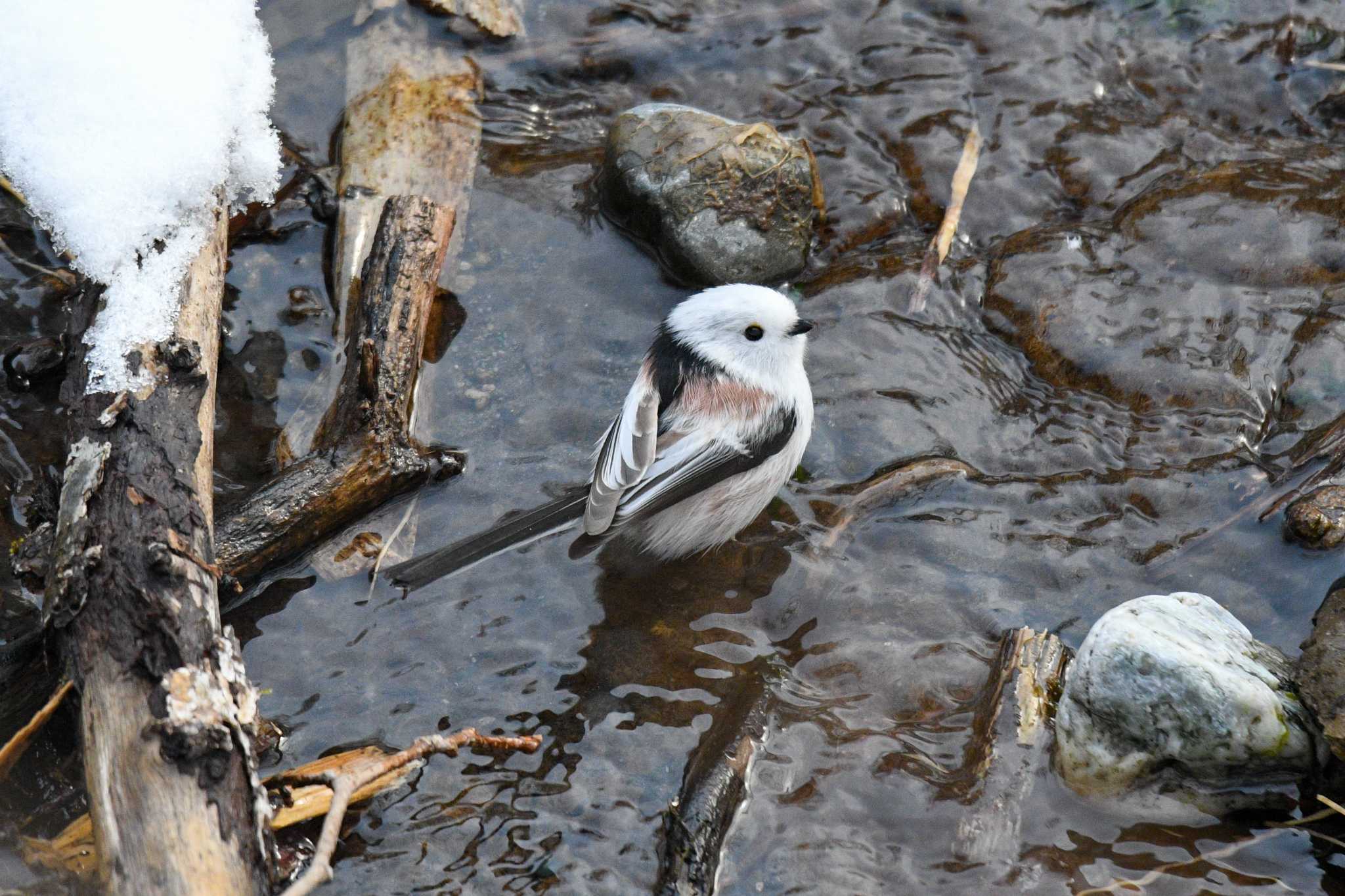 Long-tailed tit(japonicus)