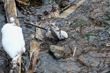 Sat, 1/8/2022 Birding report at 千歳川