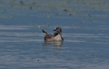 Great Crested Grebe Unknown Spots Sun, 7/9/2017