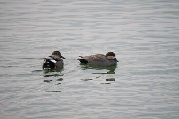 Gadwall 宍道湖東岸 Sun, 1/9/2022