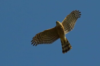 Eurasian Sparrowhawk 愛知県 Fri, 12/24/2021