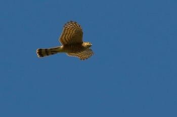 Eurasian Sparrowhawk 愛知県 Fri, 12/24/2021