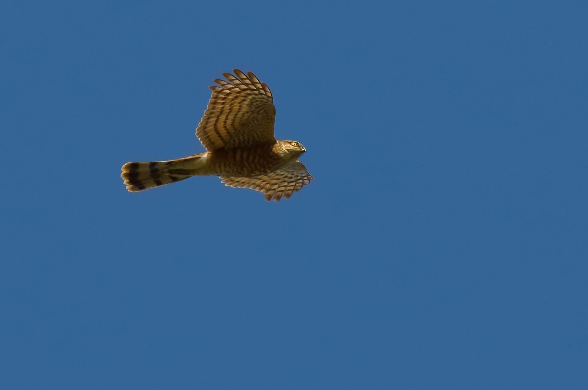 Photo of Eurasian Sparrowhawk at 愛知県 by ma-★kun