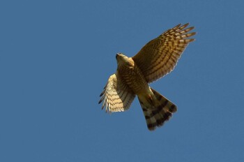 Eurasian Sparrowhawk 愛知県 Fri, 12/24/2021