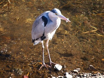 Grey Heron 境川遊水地公園 Sun, 1/9/2022