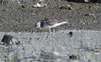 アオアシシギ 葛西臨海公園 2017年7月14日(金)