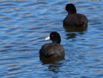 Eurasian Coot 境川遊水地公園 Sun, 1/9/2022