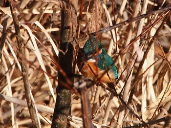 Common Kingfisher 境川遊水地公園 Sun, 1/9/2022