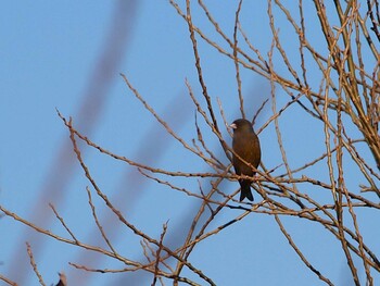 Grey-capped Greenfinch 境川遊水地公園 Sun, 1/9/2022