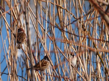 Eurasian Tree Sparrow 境川遊水地公園 Sun, 1/9/2022