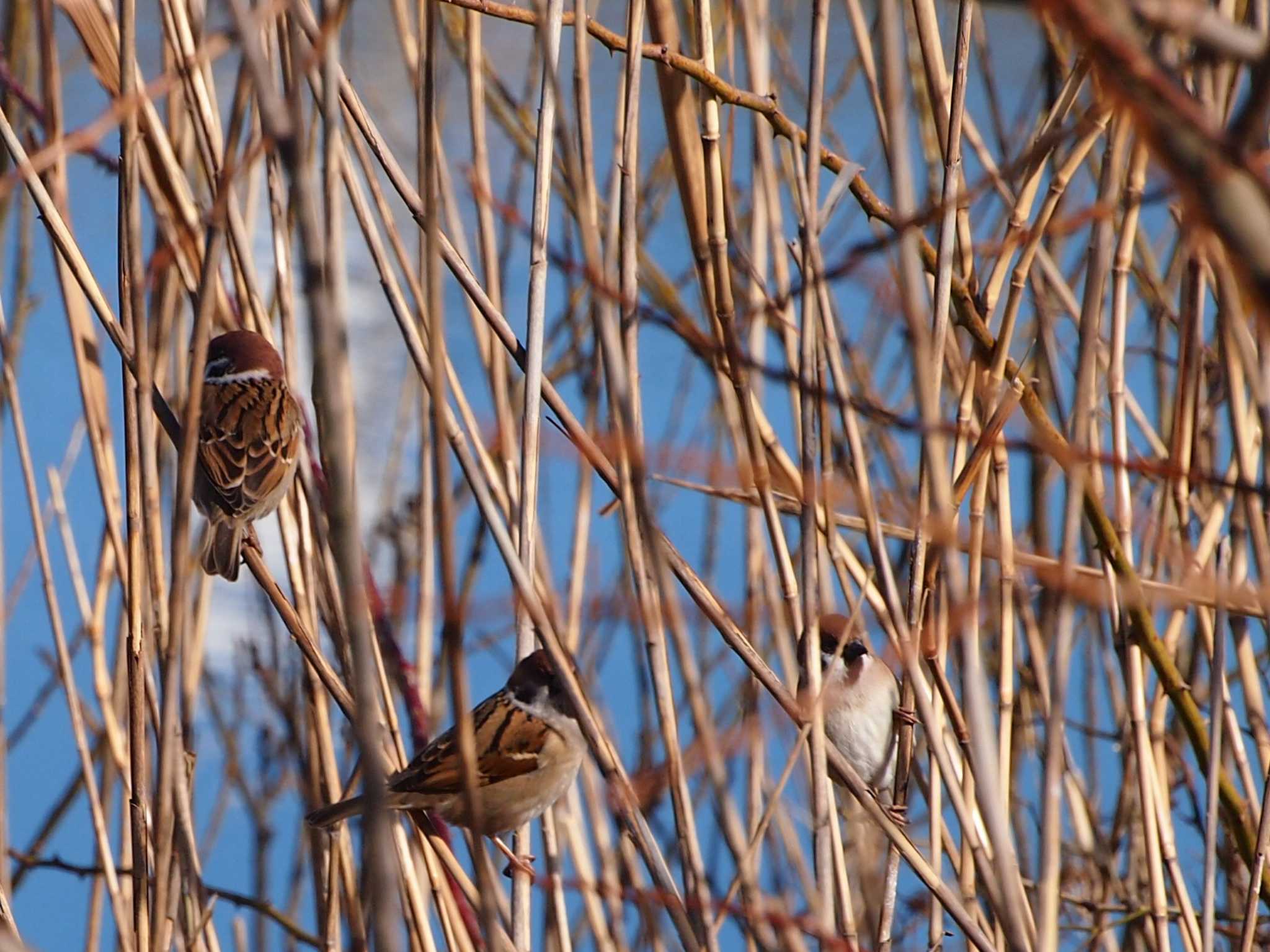 Photo of Eurasian Tree Sparrow at 境川遊水地公園 by 塩昆布長