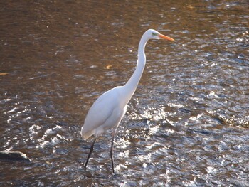 Great Egret 境川遊水地公園 Sun, 1/9/2022