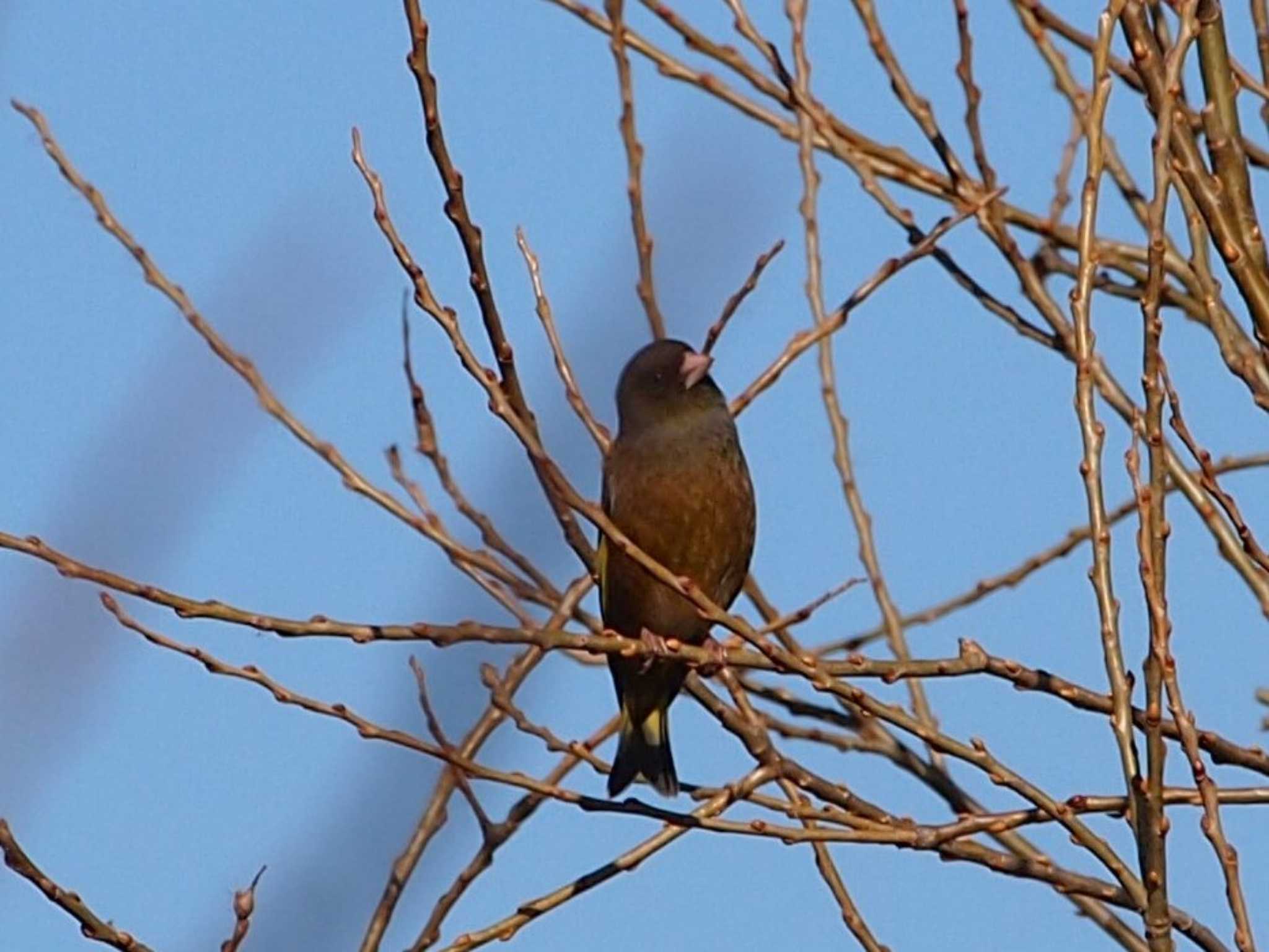 Photo of Grey-capped Greenfinch at 境川遊水地公園 by 塩昆布長