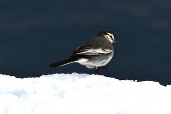 2022年1月8日(土) 窪田水辺の楽校の野鳥観察記録