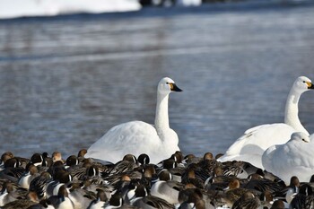 Tundra Swan(columbianus) 窪田水辺の楽校 Sat, 1/8/2022