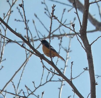 2022年1月9日(日) 伊佐沼の野鳥観察記録