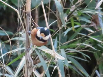 Varied Tit 長沼公園 Sun, 1/9/2022