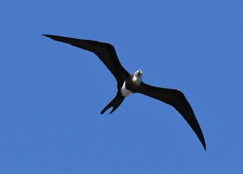 Lesser Frigatebird Kasai Rinkai Park Fri, 7/14/2017