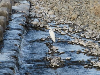 Great Egret 多摩川(浅川合流付近) Sun, 1/9/2022