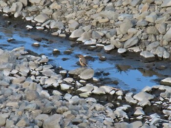 Bull-headed Shrike 多摩川(浅川合流付近) Sun, 1/9/2022